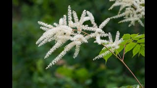 Growing astilbe  False Spirea Plant Goats Beard Perennial [upl. by Waltner]