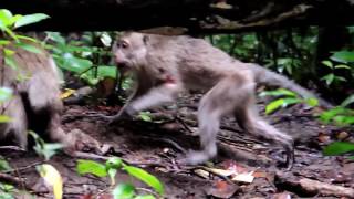 Infanticide in Long tail Macaque [upl. by Oba]