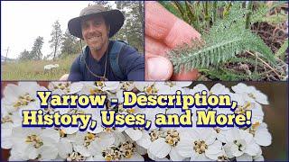 Yarrow  Description History Edible and Medicinal Uses and more [upl. by Burleigh]