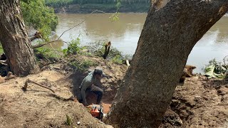 Dramatic and full of struggle Cut down 2 trees above the river [upl. by Fletcher]