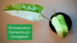 Unboxing Philodendron Domesticum Variegated UPS 2day service [upl. by Pleione]