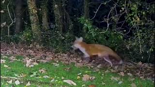 Fox zoomies anyone I’m tired just watching them 🦊🦊🐾🐾❤️ [upl. by Nyad]