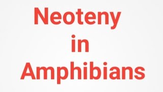 Neoteny in Amphibians Evolutionary significance Zoology Notes [upl. by Eliseo]