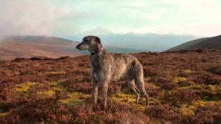 Obie the Scottish DeerhoundGreyhound [upl. by Bab139]