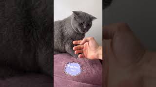 Dumandan pati dersleri part1😻 cat keşfet viral animals cats trending trendingshorts pati [upl. by Derreg]