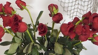 How To Revive Wilted Roses Time Lapse [upl. by Ocramed]