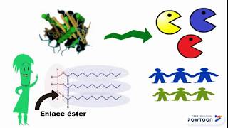 Enzimas lipasas Generalidades y aplicaciones [upl. by Leind]