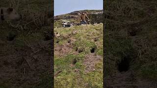 ferreting hunting fieldsports lurcher rabbiting rabbitexpress huntingdog workingdog [upl. by Dowell]