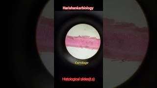 Histological slides TS zoology shorts [upl. by Schick]