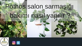 Pothos Salon Sarmaşığı Bakımı Nasıl Yapılır [upl. by Kesley]