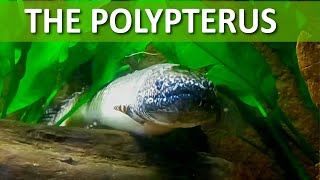 Polypterus [upl. by Saticilef263]