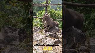 Cómo es Eravikulam Nacional Park de Kerala y las NILGIRI TAHR😍🤍EN EXTINCIÓN de INDIA [upl. by Levenson391]