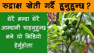 रुद्राक्ष खेती गर्ने तरिका  How to cultivate Elaeocarpus ganitrus In Nepal  Krishi Sandesh [upl. by Epilihp]