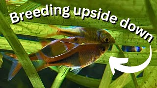 Easy fish to breed Harlequin Rasboras breeding guide for beginners [upl. by Nauq70]