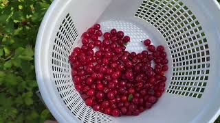 Nanking cherries in North Carolina edible yard border [upl. by Airamat]