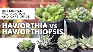 HAWORTHIA VS HAWORTHIOPSIS  Difference Propagation and Care Guide  EASY SUCCULENT to GROW [upl. by Solegna]