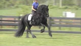 FRIESIAN STALLION quotLeave you Breathlessquot [upl. by Ajed337]