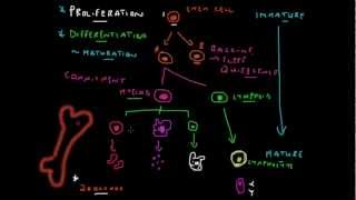 Stem Cell Basics  How Blood is Made [upl. by Kayley]