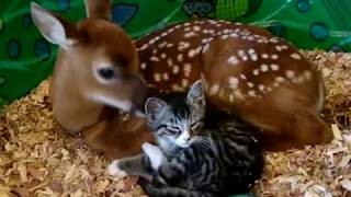 Cute baby deer mothering baby kitten  Mindy Grady video [upl. by Pettifer69]