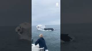 Whale slams into boat off New Hampshire coast [upl. by Asseral]