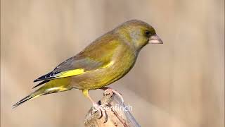 CANTO ESTIMULACIÓN para VERDERONES 🐦10 minutos para que CANTEN [upl. by Ozzy]