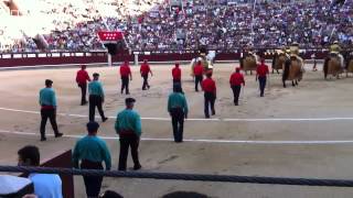 Intro to Bull Fights in Madrid [upl. by Kandy]