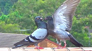 Young Pigeon Assaults Parent for Food [upl. by Enelam]