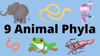 9 Main Animal Phyla [upl. by Sivrahc963]