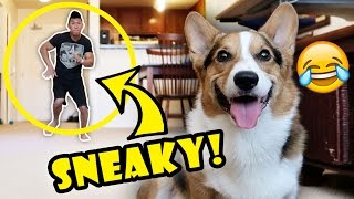 DANCING BEHIND CORGI DOG  WILL HE NOTICE  Life After College Ep 546 [upl. by Phila]