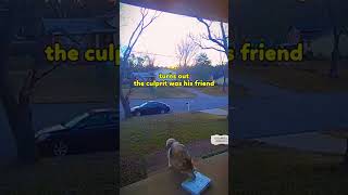 how to keep goods away from dogsdoorbell doorbellcam interesting [upl. by Luhey]