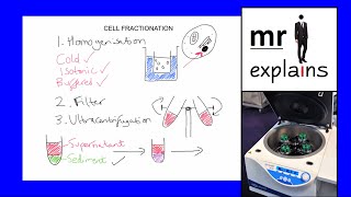 mr i explains The Cell Fractionation Process [upl. by Byram]