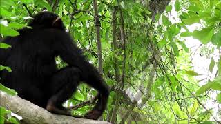 Juvenile Chimpanzee Practices Hunting for Galagos [upl. by Adnih]