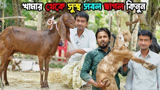 খামার থেকে সুস্থ সবল ছাগল কিনুন। গাভীন ছাগল। কম দামে বাচ্চা ছাগল। পাঠা। Goat Farming। Goat Farm Bd [upl. by Notreve]