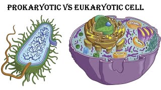 Prokaryotic Vs Eukaryotic cells  Whats the Difference biology science viralvideo [upl. by Nakeber151]