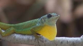 Barbados Anole Anolis Extremus [upl. by Kalin21]