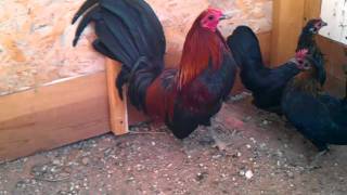 brown red american game bantams [upl. by Nipsirc]