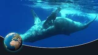 The fascinating world of the humpback whales [upl. by Rinee]