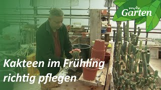 Kakteenpflege im Frühling 3 Tipp vom Kakteengärtner  MDR Garten [upl. by Ikairik]