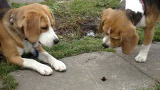 2 beagles howling at a bumble bee [upl. by Netsirc]