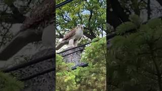 Red  Shouldered Hawk hawk wildlife [upl. by Atirat]