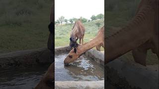 شرب الإبل الماء من البئر الموجودة في المنطقة الصحراوية ytshorts camel drinkingwater shorts [upl. by Htebaile]