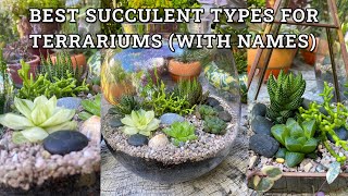 Best types of succulent plants for terrariums with names [upl. by Subir]