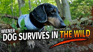 Wiener Dogs Wilderness Survival Show  with Oakley Dokily the Dachshund [upl. by Obmar]