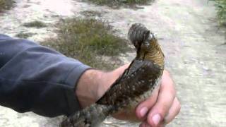 Wryneck in the hand [upl. by Eneli430]