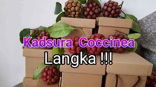 Kadsura Cocinea masih langka di Indonesia [upl. by Latihs884]