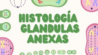 Histología de Glándulas Salivales Páncreas Exocrino y Hígado [upl. by Emoryt]