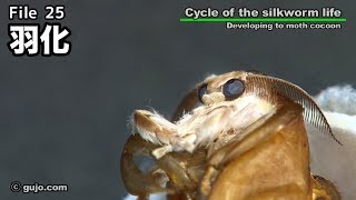 【蚕の一生】Cycle of the silkworm life 2533 羽化 [upl. by Lombardo387]