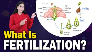 FERTILIZATION IN PLANTS  Formation Of Seed  Pollination  Parts of Flowers Biology  Home Revise [upl. by Araed813]