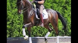 SOLD wwwsporthorsesonlinecom 2006 top Dressage gelding [upl. by Oralle228]