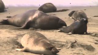 Elephant Seals 3 San Simeon California [upl. by Ekez]